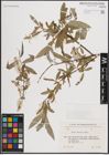 Foto von Salix excelsa S. G. Gmel.